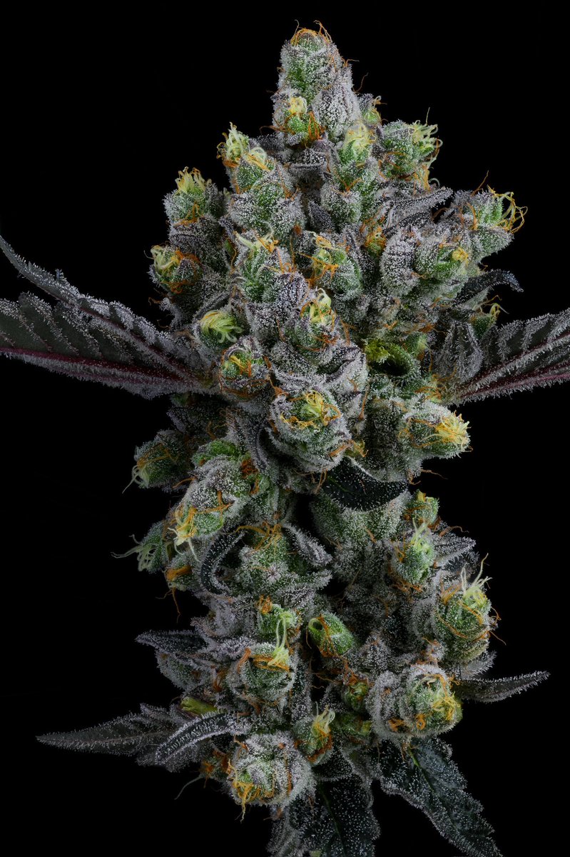 CANNA COLLECTORS tweet media