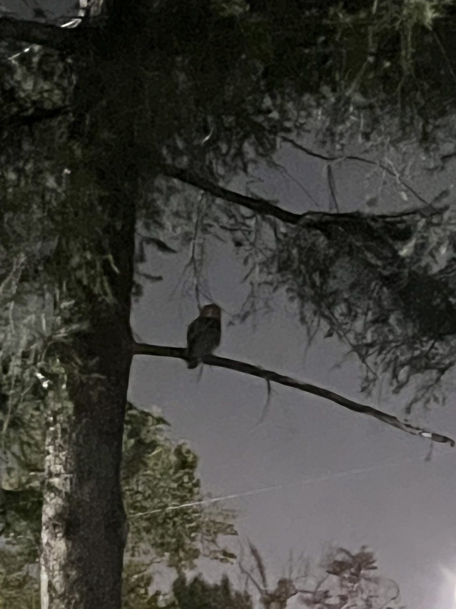 Lilithmyers97's tweet photo. I was thinking about Francis today, thinking about how much I miss him, and today being Mother’s Day, I think he gave me a massage that he misses me too. When Francis crossed the rainbow bridge I seen an owl and whenever I think about him one shows up , this was taken just now ♥️ https://t.co/ZMjHeqdApe