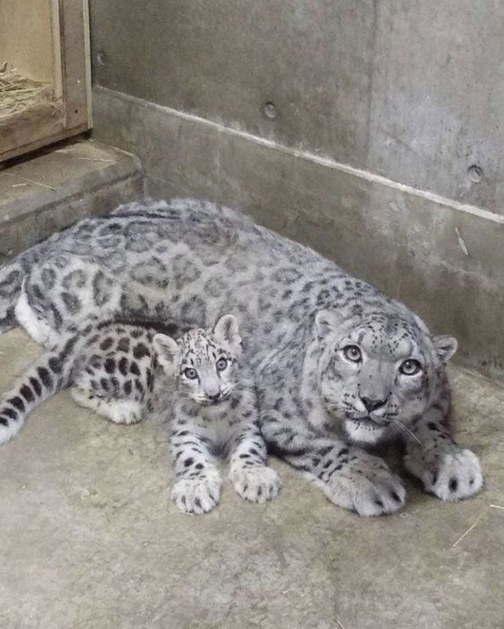 _animals_1's tweet photo. https://t.co/MoYJoaxjs6