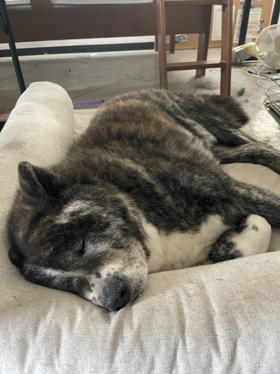 ご報告
先ほどの秋田犬の「こんぶ」共血犬のリポスト、いいね、拡散にご協力頂き本当にありがとうございました。
現在沢山のご連絡頂戴致しまして、2頭のわんちゃん達にご協力頂ける事になりました。

病状は脾臓の腫瘍の破裂による内臓出血です。
現在貧血により歯茎、舌は白くなっています。