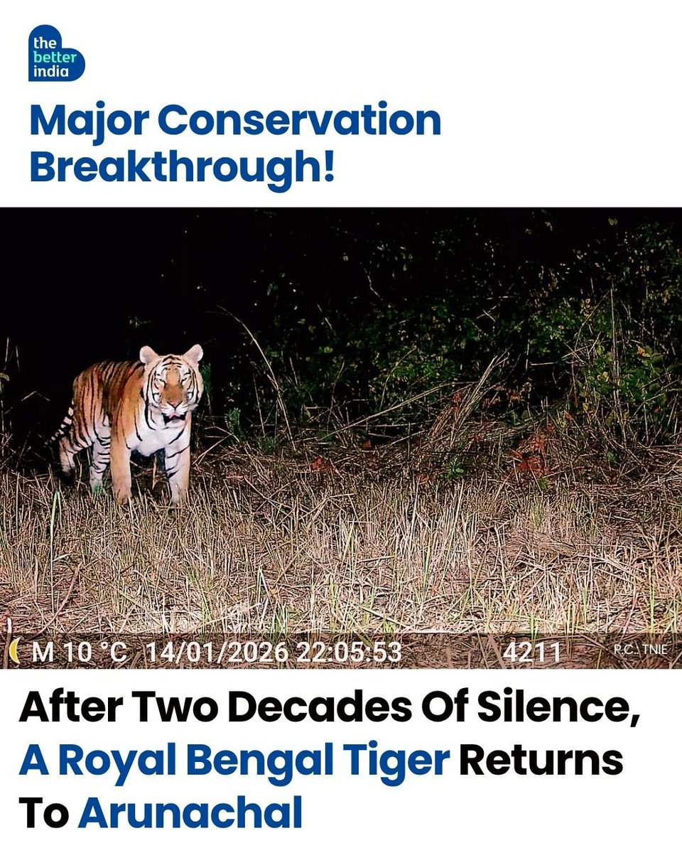 thebetterindia's tweet photo. For nearly 20 years, the forests of Arunachal Pradesh had fallen silent to one of nature’s most powerful predators.

No camera trap. No confirmed sighting. Just memories of a vanished tiger.

Now, against all odds, a Royal Bengal Tiger has finally been photographed again inside D Ering Memorial Wildlife Sanctuary near Pasighat, marking a stunning conservation comeback after almost two decades.

Back in 2014, surveys found no pugmarks or evidence of tigers here, with poaching believed to have wiped them out from the sanctuary.

But years of protection efforts, forest staff vigilance, and community involvement have now brought back the apex predator many feared was gone forever.

#WildlifeIndia #WildlifeConservation #ArunachalPradesh #Tigers

[Ecological Revival, Wildlife India, Biodiversity Recovery, Endangered Species, Forest Protection]