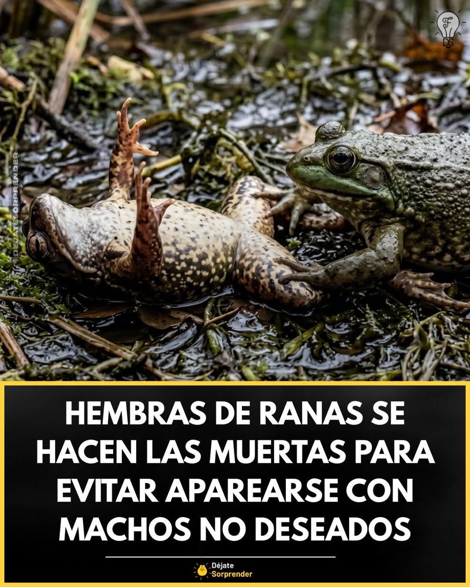 Lei (Ella) ❌ 🐦‍⬛ 🖤 tweet media
