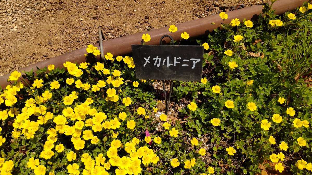 efc8a31d943141c's tweet photo. #薔薇 #バラ #鴻巣市 #花久の里
薔薇以外にも素敵な花が

9:30に着いたので駐車場は空いていましたが、お昼前には満車になったようです。 https://t.co/9Y4AdKFzeX