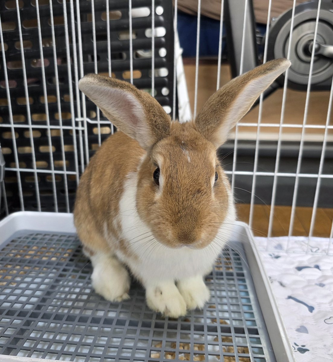 こんにちは😊🐰🐰🐰🐰 #うさぎ