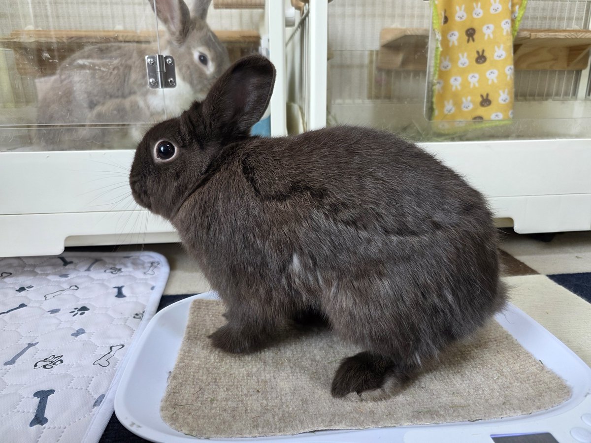 こんにちは😊🐰🐰🐰🐰 #うさぎ