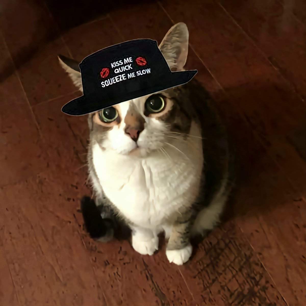 Olly the Cat, Monarch of The Moglets. RIP Maximus. tweet media