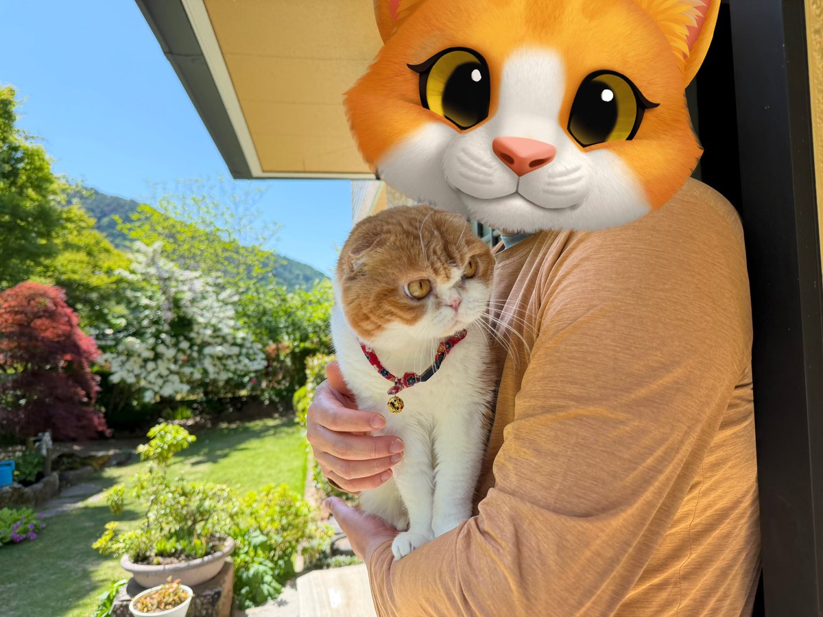 bubuegi's tweet photo. 帰ってきたら、苺がお花畑に🌸
猫たちも元気😃 https://t.co/xU8jvFNpwA