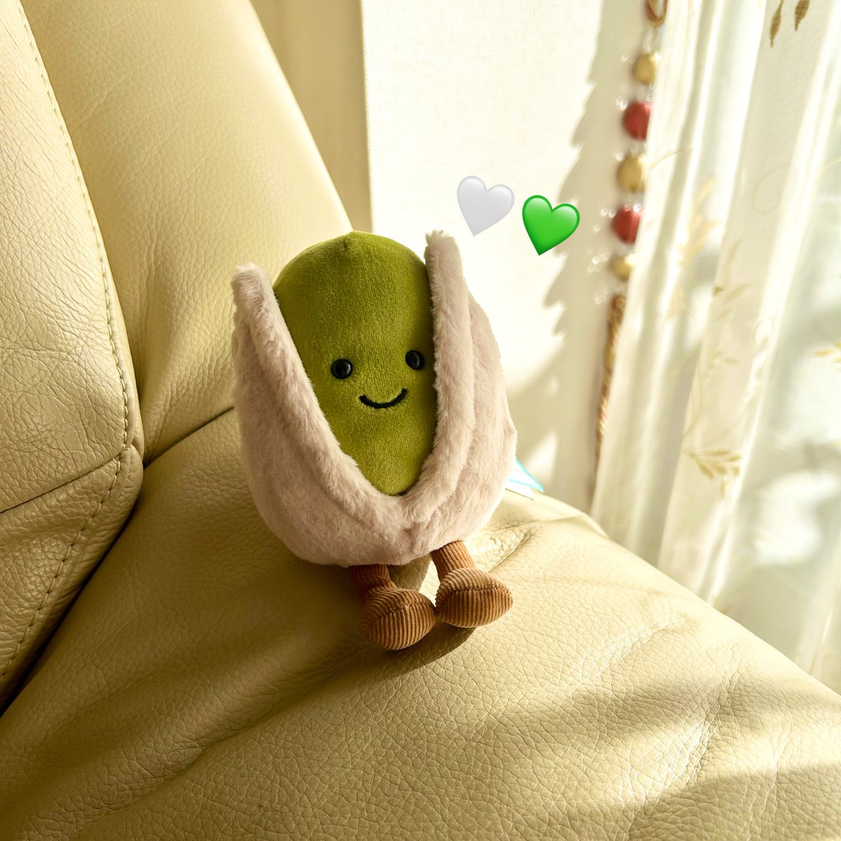 我が家にピスタチオちゃんがやってきました〜〜！やさしいお顔立ちが