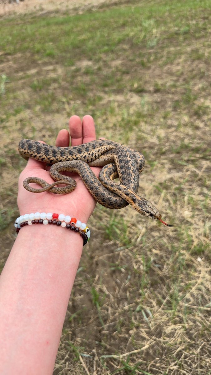 Jbye105's tweet photo. From steaks &amp; hikes, to snakes &amp; flowers. Some good fun breaking in spring 2026. https://t.co/AOQtfuNGoZ