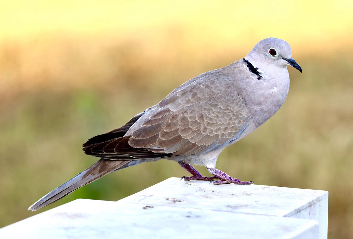 mark@birdingpinoso tweet media