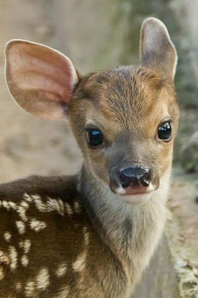 Loovenelle's tweet photo. Il y a des «gens» qui osent appuyer sur la gâchette sous ces yeux, et ils sont parmi nous, librement acceptés par la société et soutenus par l'État, en tant que contribuables avec un permis de tuer.

La #chasse est une déviation macabre de la folie et de la cruauté humaine. https://t.co/0iOyXn3SAa
