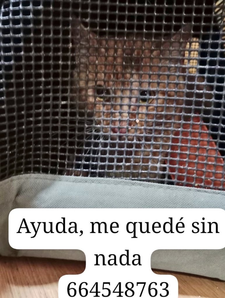 ➡️ #Madrid   #Toledo‼️

💔 
Un gato que entra solito en un transportín es un gato q quiere  protección🆘

Es URGENTE una #acogida (la suya se ha desdicho)

Es para "ponerlo al día" con  vacunas,castración, chip, y adaptación

 ▶️ WhatsApp: 664548763