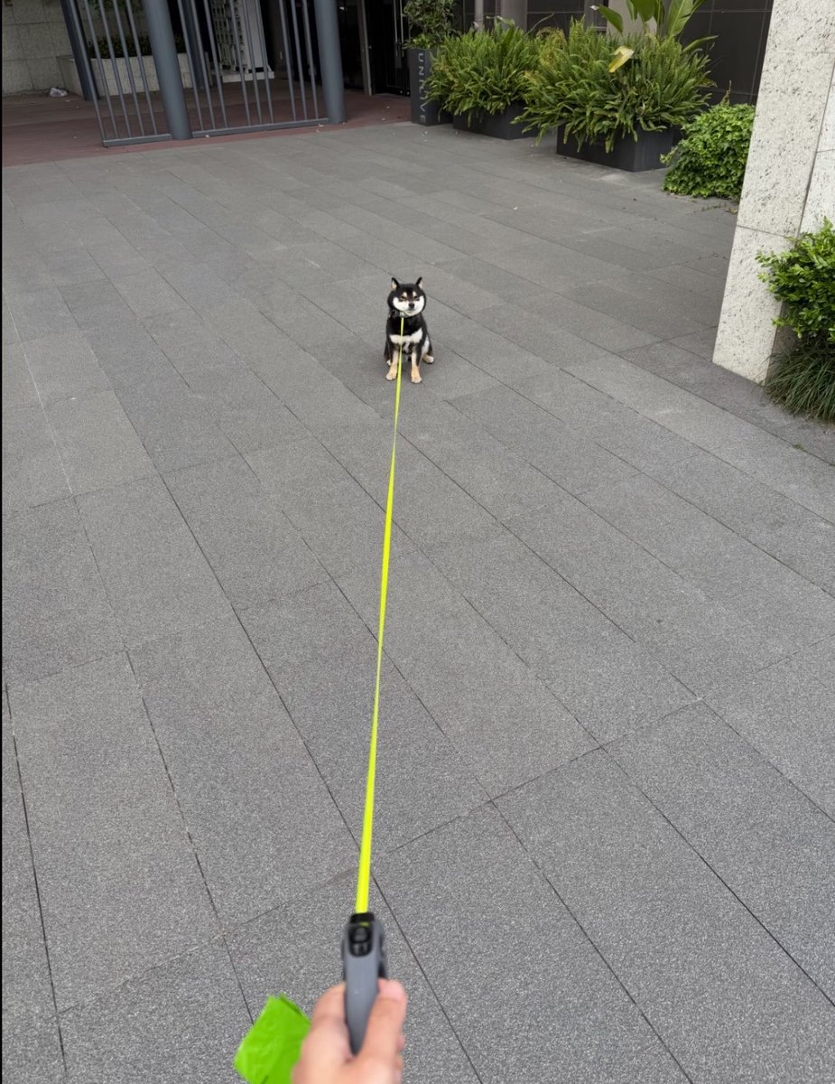 犬しか勝たん tweet media