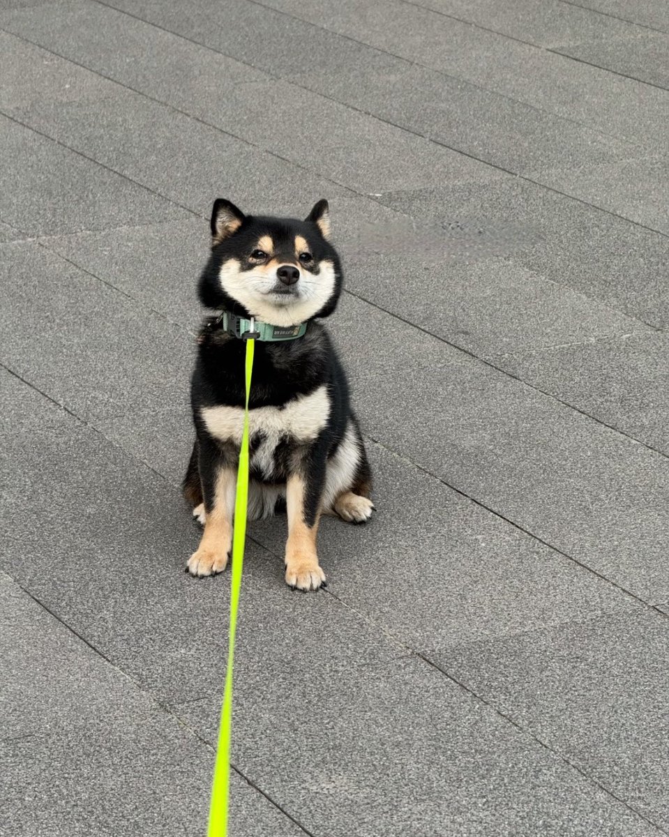犬しか勝たん tweet media