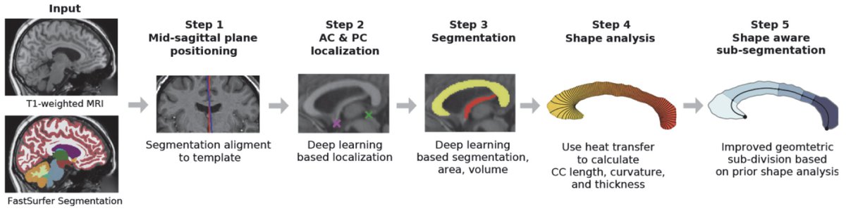 Imaging Neuroscience tweet media