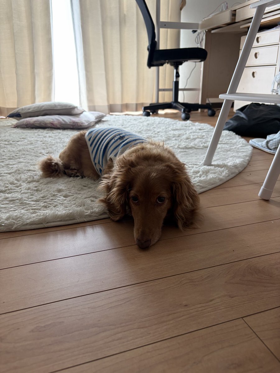 yuko_metamon's tweet photo. 久しぶりすぎて
ポストのハードルが上がりすぎてる🤭

昨日の乾杯や嬉しいこと
ポストしたかったのに
飲みすぎて
写真とるの忘れた🫣

DMもかえせなくて
ごめんね

元気にしてます🙋🏻‍♀️
ヒカルくんのキャス聞きながら
モチベも上がってます💕 https://t.co/NHxZWNKzZP