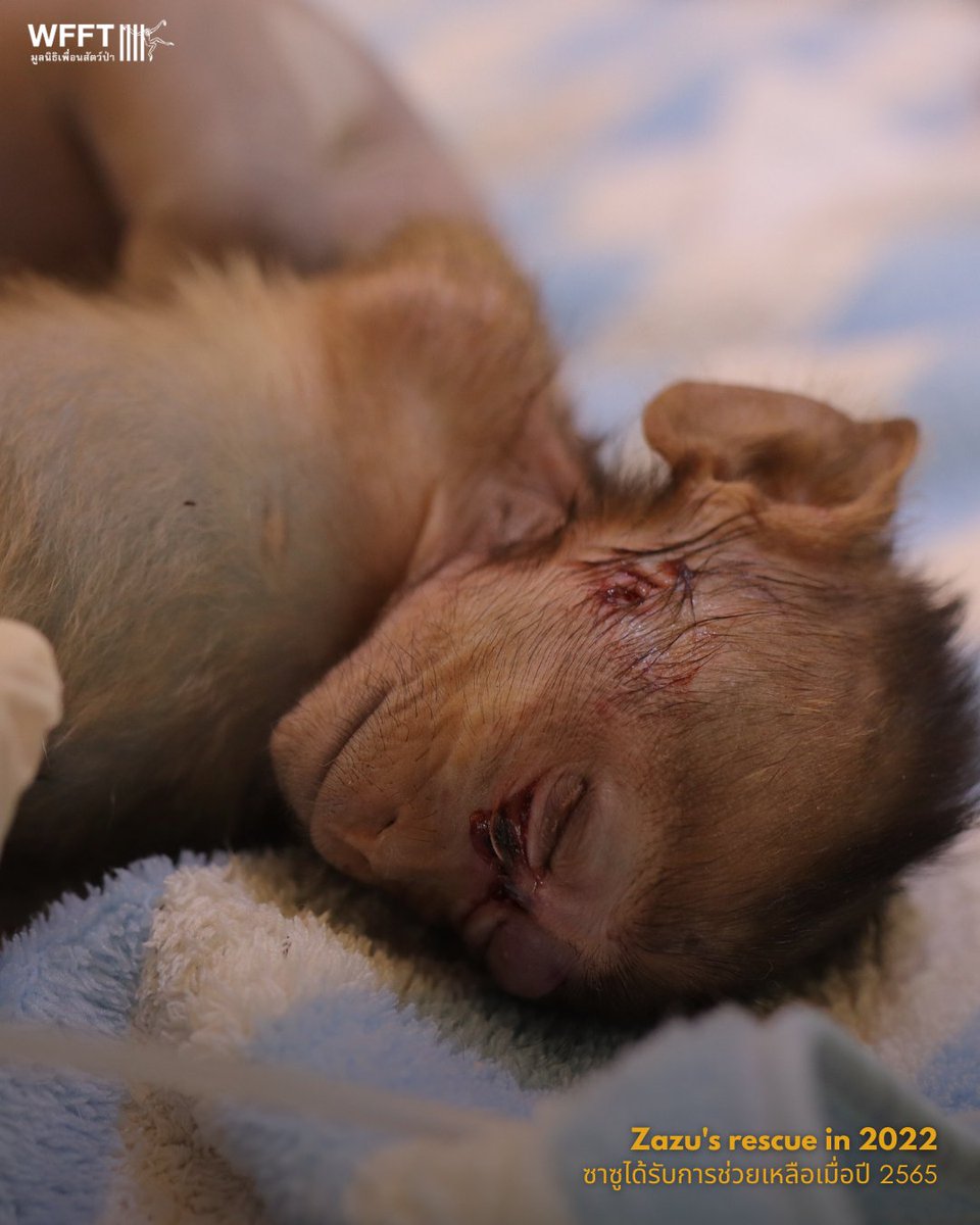 Wildlife Friends Foundation Thailand tweet media