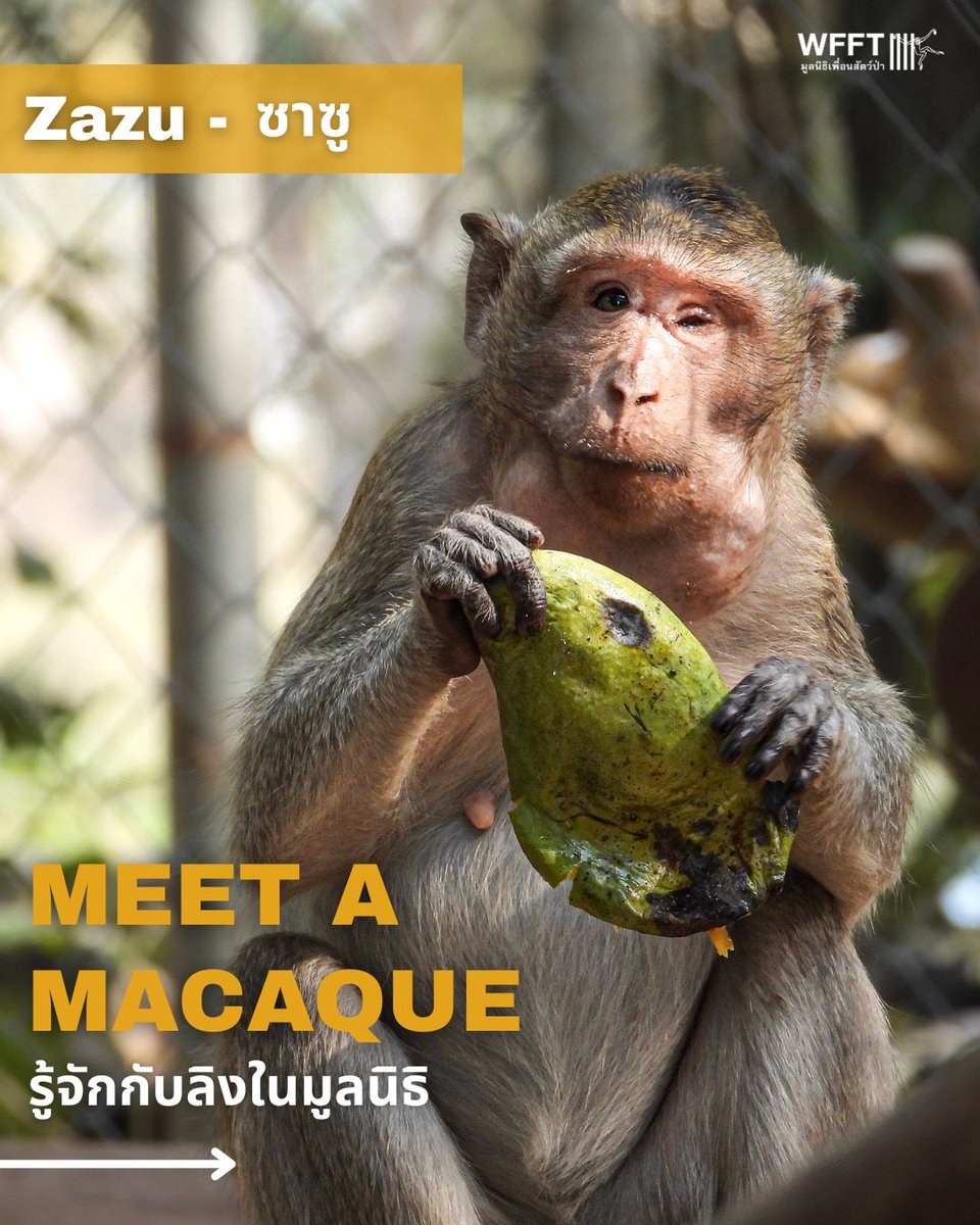Wildlife Friends Foundation Thailand tweet media