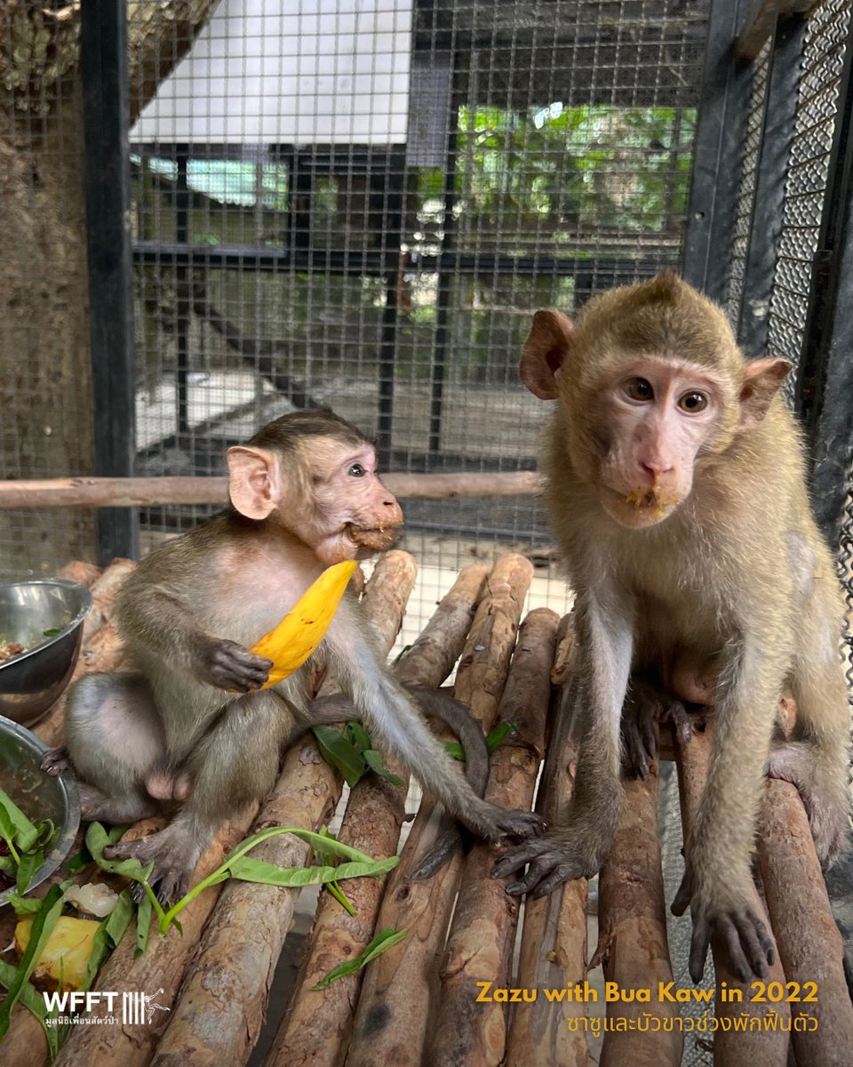 Wildlife Friends Foundation Thailand tweet media