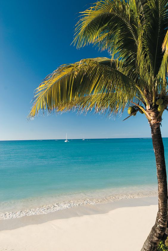 Mauritius Island tweet media