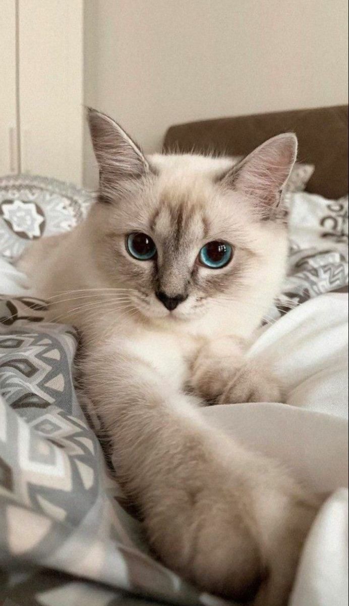 Cats tweet media