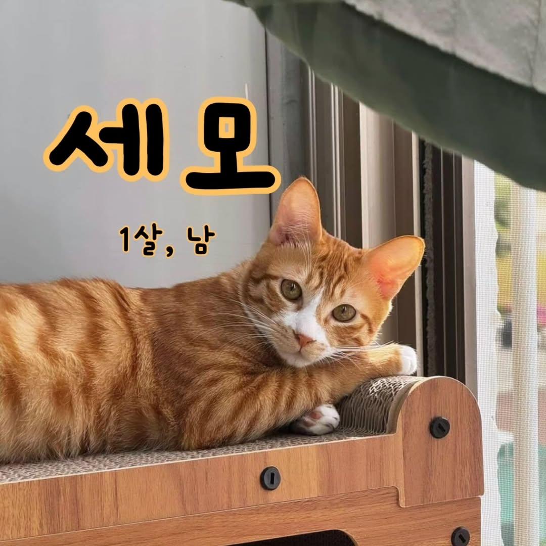 bomdallae74062's tweet photo. 세모 🧡 입양홍보
2025년 6월 25일생, 남
✨️근육질 몸매 치즈냥
✨️초롱초롱 눈망울
✨️호기심 많고 힘 센 체육묘
✅️ 중성화 완료, 건강해요
📌현재지역 : 충북 청주
📌입양 조건
-집안에서 가족으로 사랑해주세요(베란다냥X 외출냥X 산책냥X)
-입양 후 적응한 모습 보여주세요 https://t.co/5gHsCIvvRL