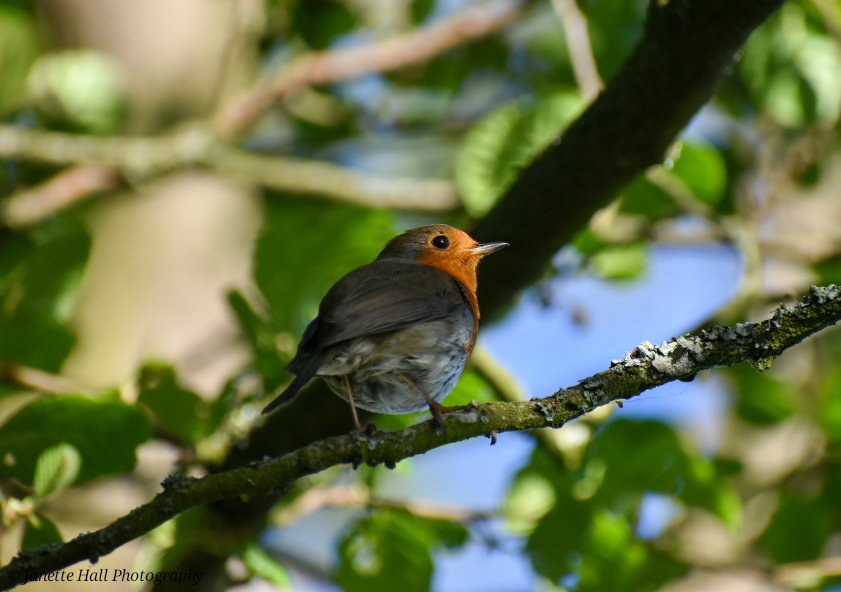 JanetteHall's tweet photo. Robin in the morning sunlight in the trees ❤️
#robin #robinredbreast #bird #birdphotography #nature #NaturePhotography #BirdsSeenIn2026 #photography #TwitterNatureCommunity #wildlife #wildlifephotography #nikon #nikonphotography @Britnatureguide https://t.co/H9YBY2tx8L