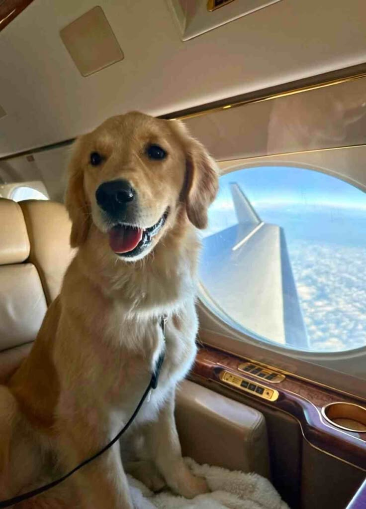puppiesDoglover's tweet photo. https://t.co/K4B492DmNP