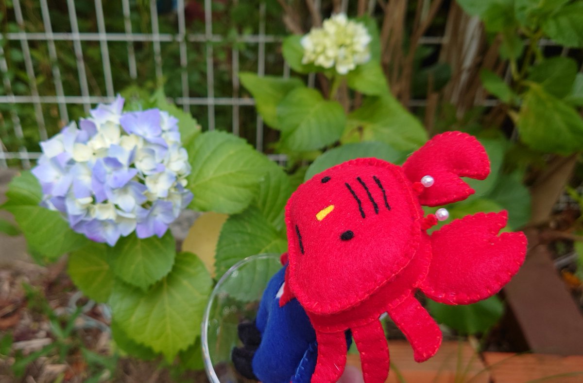 Kanibucho's tweet photo. 今年の梅雨入りは、例年より早まりそうです☔️
この時期の花といえば紫陽花。

カニ部長は花に見入って、
何を探しているのでしょうか？

もしかして、でんでん虫かな🐌
呼んでもぜんぜん無視…
なんちゃって😆 https://t.co/ubbpwQdlQN
