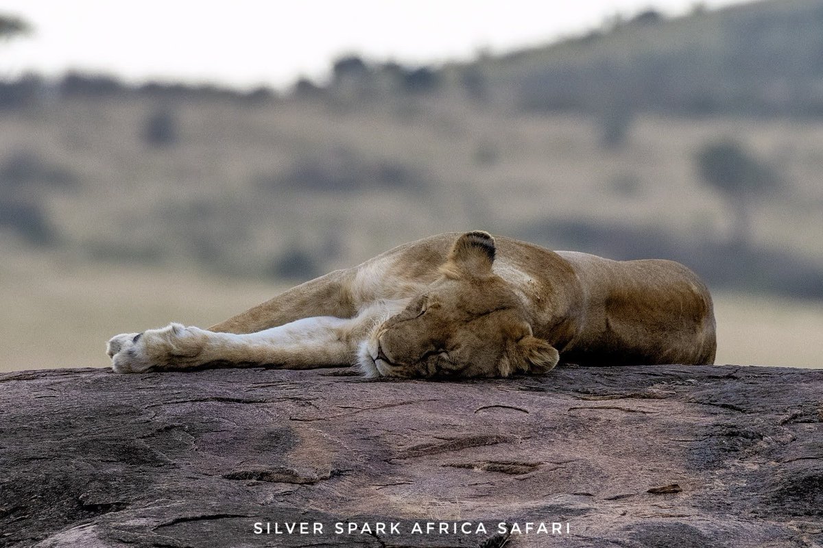 SSA_Limited's tweet photo. Serene Strength! There never was a woman like her. She is gentle as a dove and brave as a lioness.

#MaasaiMara #travel #tourism #kenya #tour  #africa #adventure #silversparkafrica #touroperator  #wildlifeprotection #wildebeestmigration #wildlifeplanetmagazine https://t.co/jdP13JKkmz