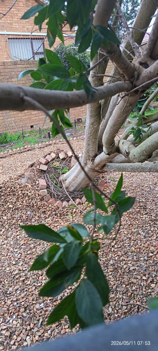 ReenvalSA's tweet photo. Verwoestende #winde in #Riversdale #Weskaap ook. Bome om #gewaai, 'n trok op #N2 oppad na #Heidelberg omgewaai, vensters stukkend. Dis die bangste wat ek nog vir #wind was!
📷Teresa Blignault https://t.co/EwYP8ofNH2