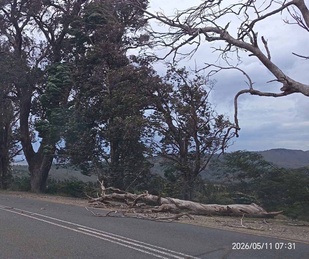 ReenvalSA's tweet photo. Verwoestende #winde in #Riversdale #Weskaap ook. Bome om #gewaai, 'n trok op #N2 oppad na #Heidelberg omgewaai, vensters stukkend. Dis die bangste wat ek nog vir #wind was!
📷Teresa Blignault https://t.co/EwYP8ofNH2
