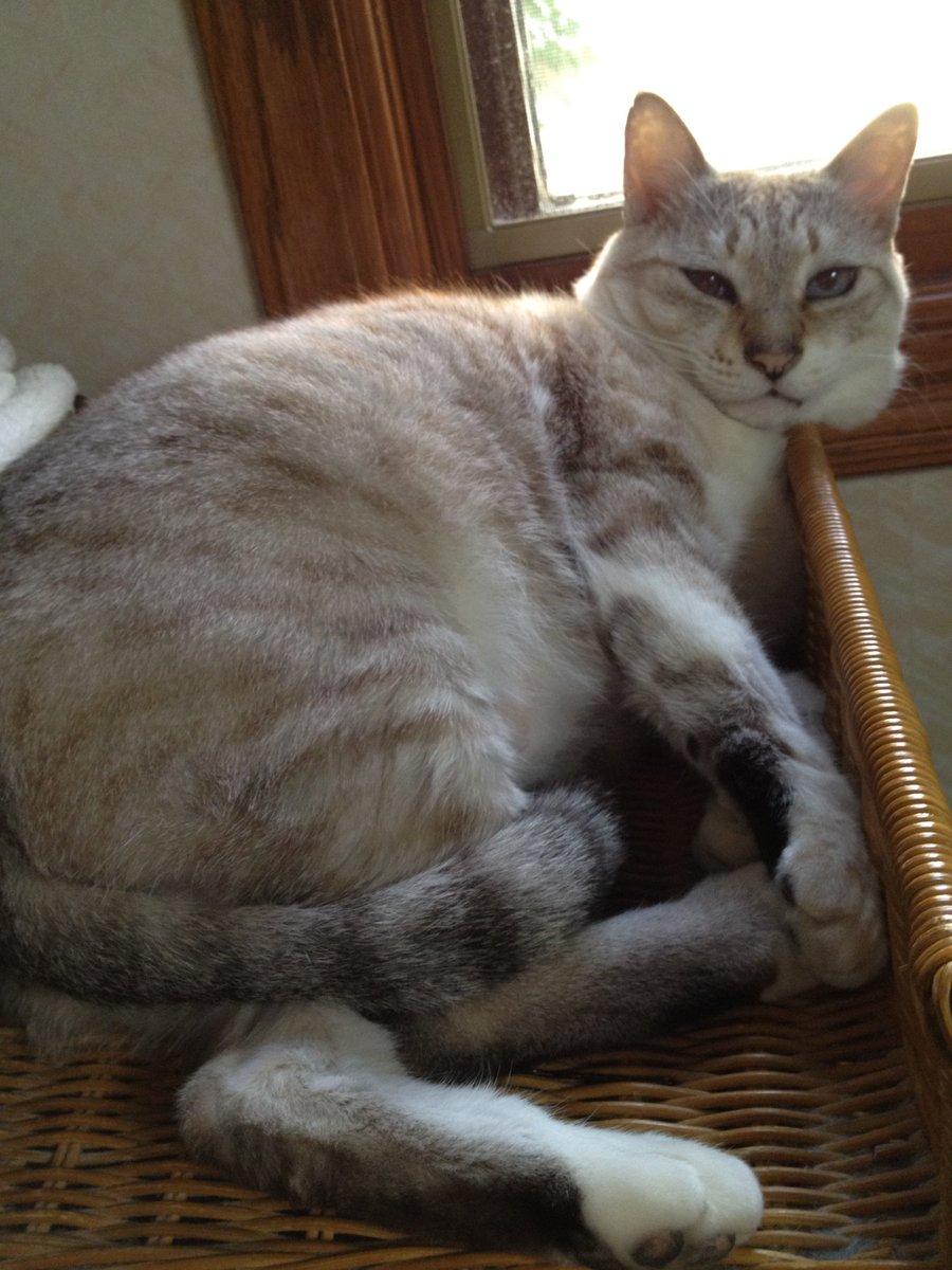SNSで実家にいた子にそっくりな毛色の猫ちゃんを発見して、また会