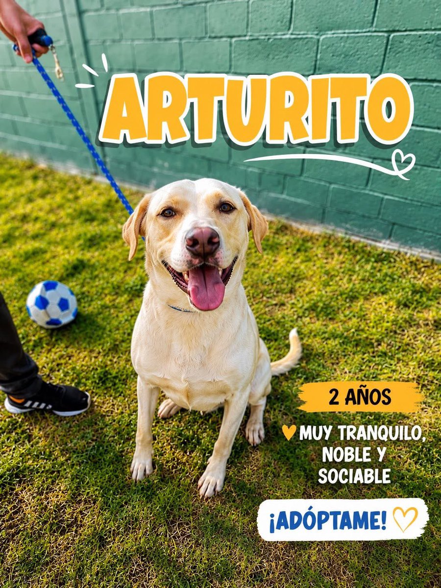 RescateAnimal's tweet photo. 🔴¿Nos adoptas? 🐶🐶🐶
Hola… somos Arturo, Luchito y Duna 🐾

📩 Buscamos adopción responsable o resguardo temporal urgente.
Mayor informacion al número 
https://t.co/RZ6j3XhdbS
♥️Ayúdanos compartiendo ✅ https://t.co/c1mfKH9txx