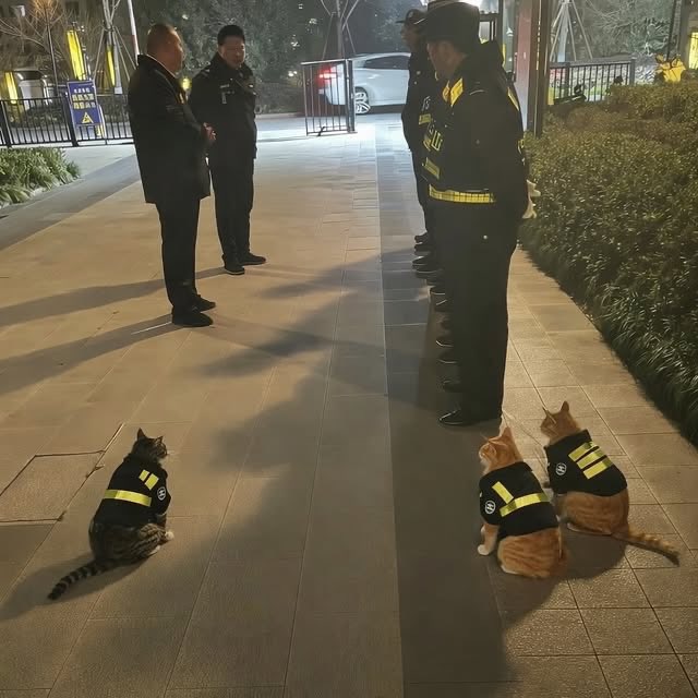 Police cats