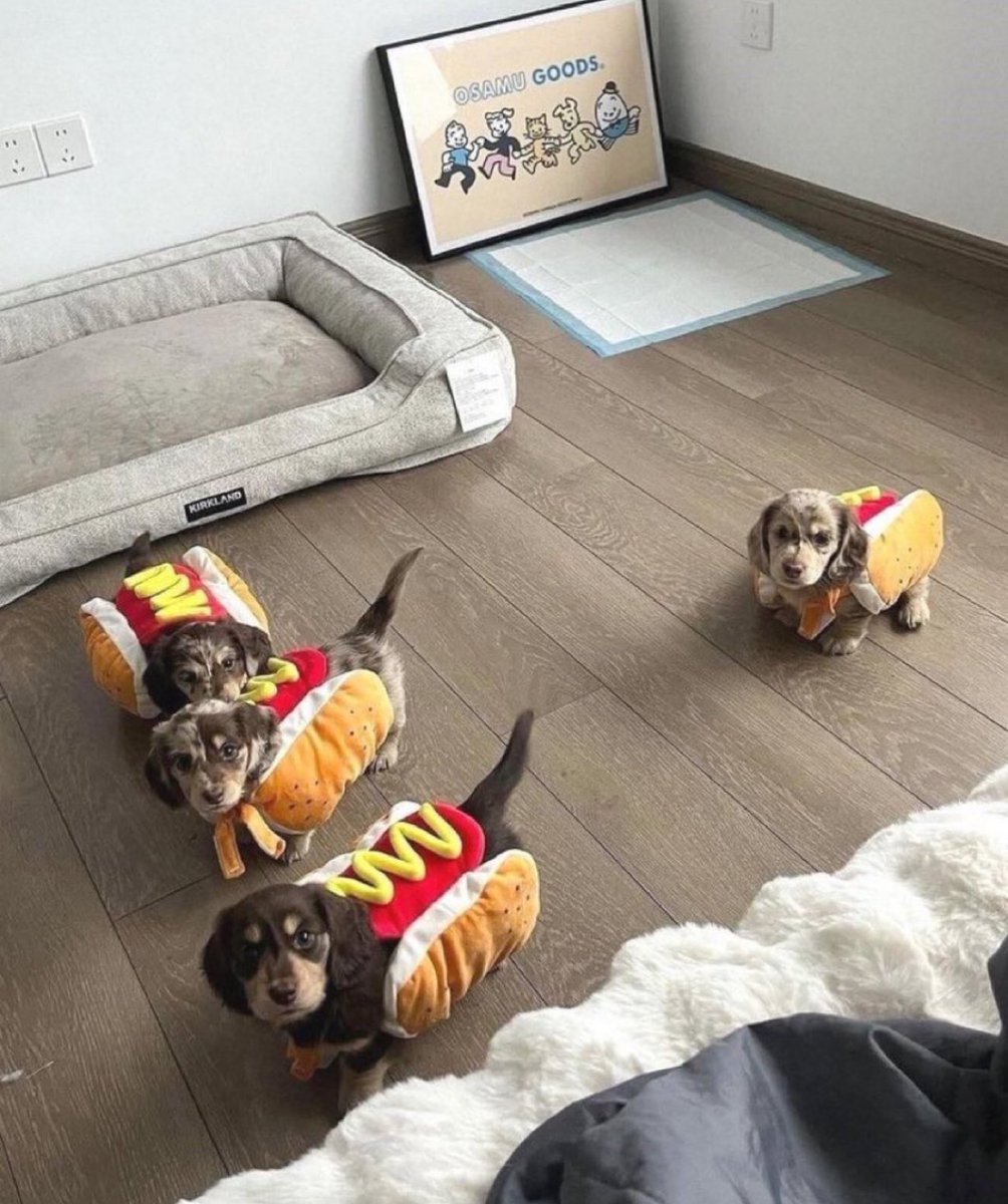 犬しか勝たん tweet media