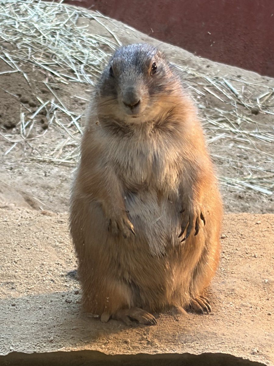 join_join_jagi's tweet photo. 何だかんだ満喫したが爬虫類両生類館に行きそびれた。色々回ったけど最初のトラがハイライトだった。 https://t.co/KTZp7AWpX6