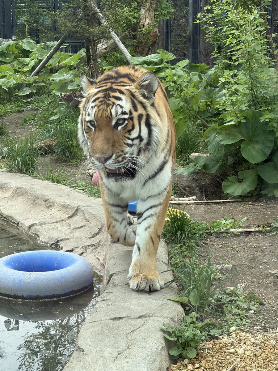 join_join_jagi's tweet photo. 何だかんだ満喫したが爬虫類両生類館に行きそびれた。色々回ったけど最初のトラがハイライトだった。 https://t.co/KTZp7AWpX6