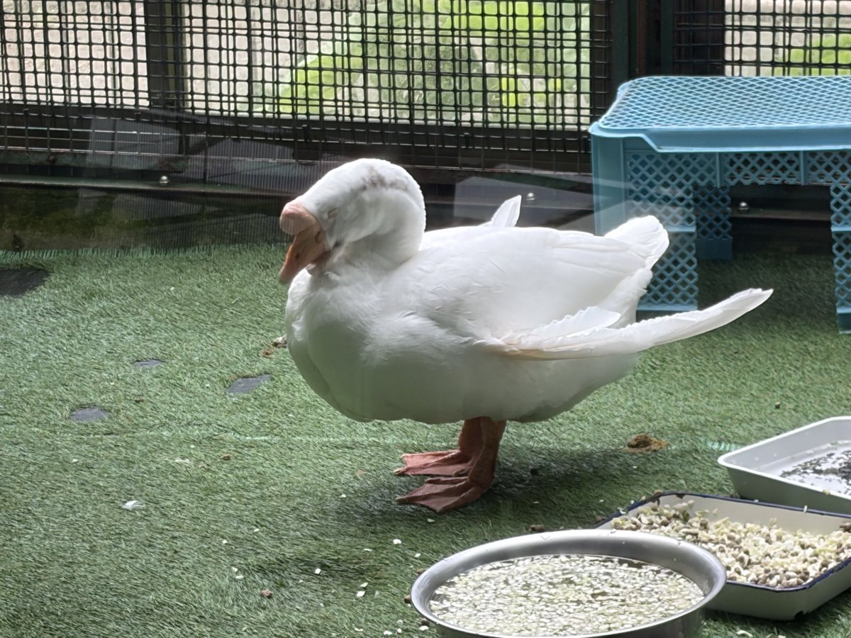 join_join_jagi's tweet photo. 何だかんだ満喫したが爬虫類両生類館に行きそびれた。色々回ったけど最初のトラがハイライトだった。 https://t.co/KTZp7AWpX6