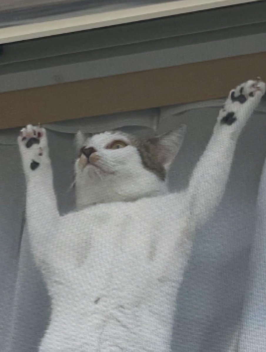 Cat 🐈 tweet media