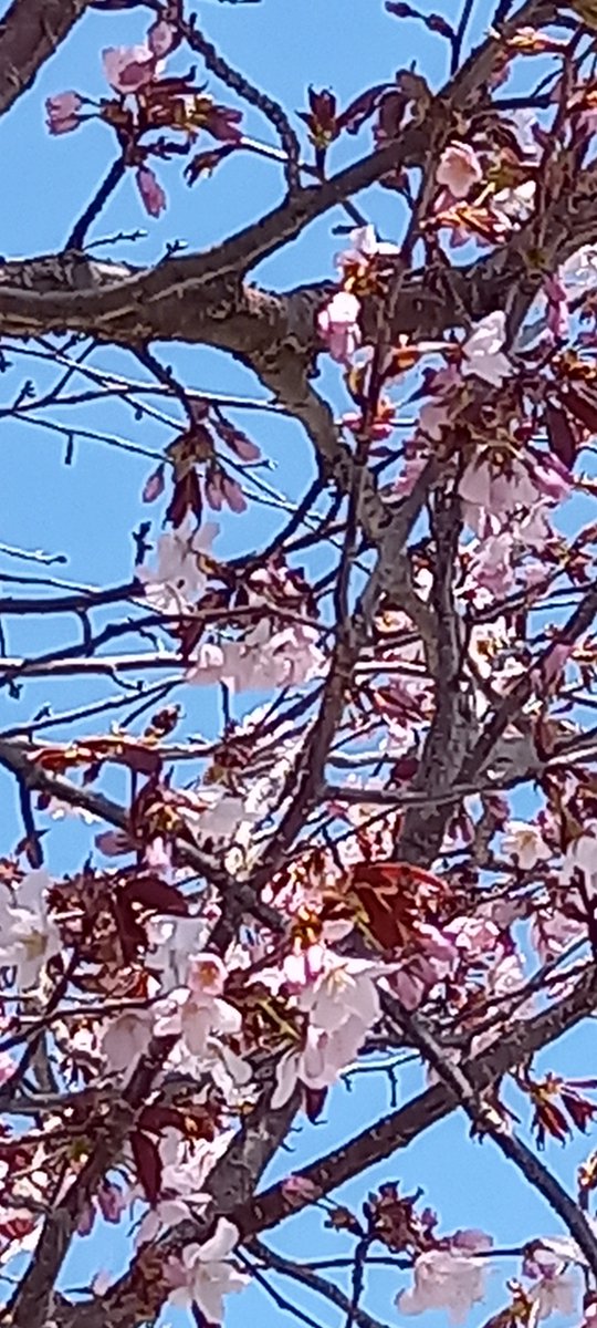 mtview_3011's tweet photo. 本日の層雲峡は、快晴でした・・。
層雲峡は、ようやく桜が咲き始めております・・。
しかし風が強くて、すぐに終了してしまいそうですね・・。山桜もちらほら、咲いてはいるのですが・・。
只今、当ホテルでは期間限定のプランを、随時出しておりますので、要チェック！！
本日も、空室有り〼 https://t.co/q1KczJsWpS