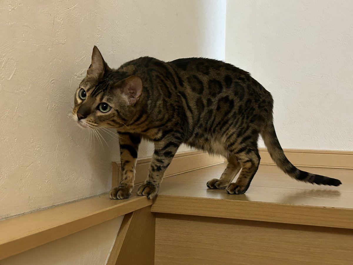 mnb_1972's tweet photo. 愛猫ベンガル♂５歳のふう😺
階段上で寝そべり起き上がる https://t.co/rLUrAIlg7w