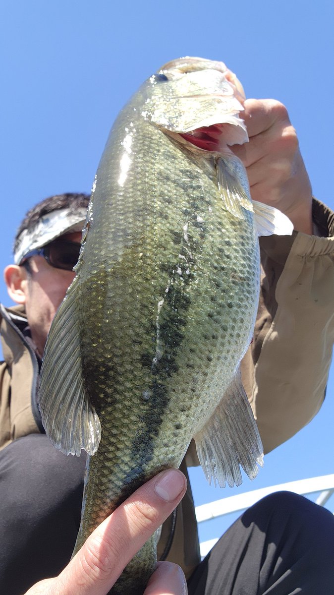 tatsukosa's tweet photo. 相模湖今日は5匹  ダウンショット ジグヘッドワッキー シャット  
でかいヤツ42センチ。でかいフナもシャットで釣れた。 https://t.co/ggFUk4rXKT