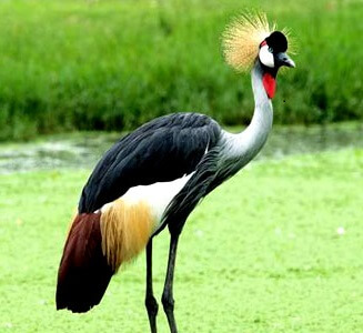 east_facts's tweet photo. FACT: Uganda's national bird the Crested Crane is facing extinction. https://t.co/RYgI4X5uHJ
