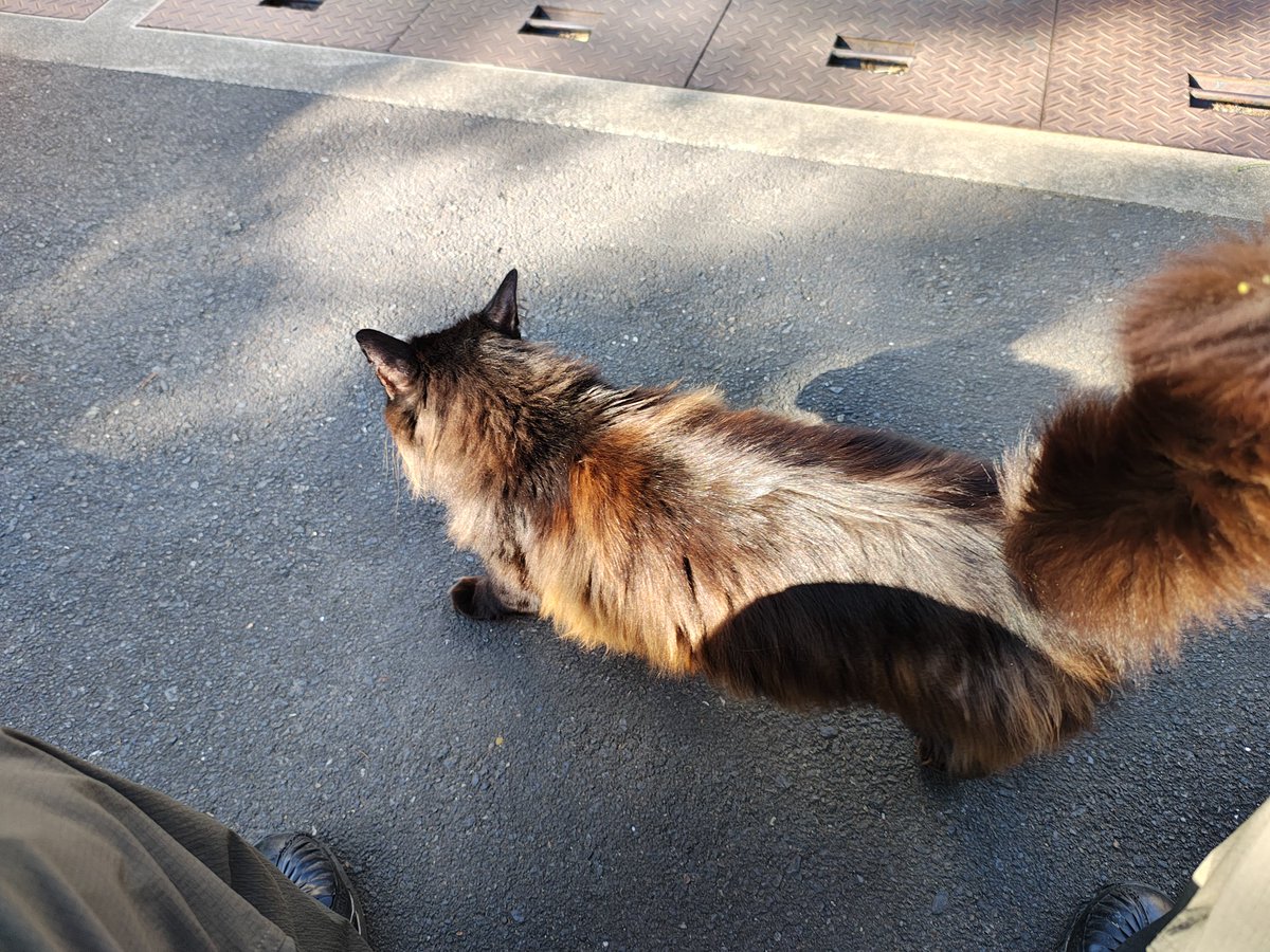 chernenko_2020's tweet photo. 最後に猫寺参り
 #御誕生寺 https://t.co/tGRawU3Ewg