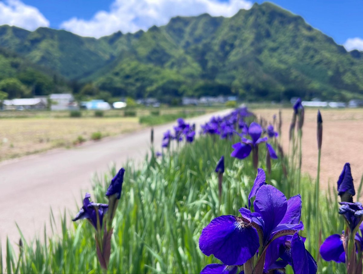 ELScoltd's tweet photo. 塩田の西前山、独鈷山の麓の「あやめ街道」。
今年も見頃が近づいてきましたよ😉

立ち並んだお花の背景に見下ろす街の風景も、見上げる地域の山もどっちも綺麗！

#塩田平
#上田市 
#あやめ街道 https://t.co/KHI7xXvB94