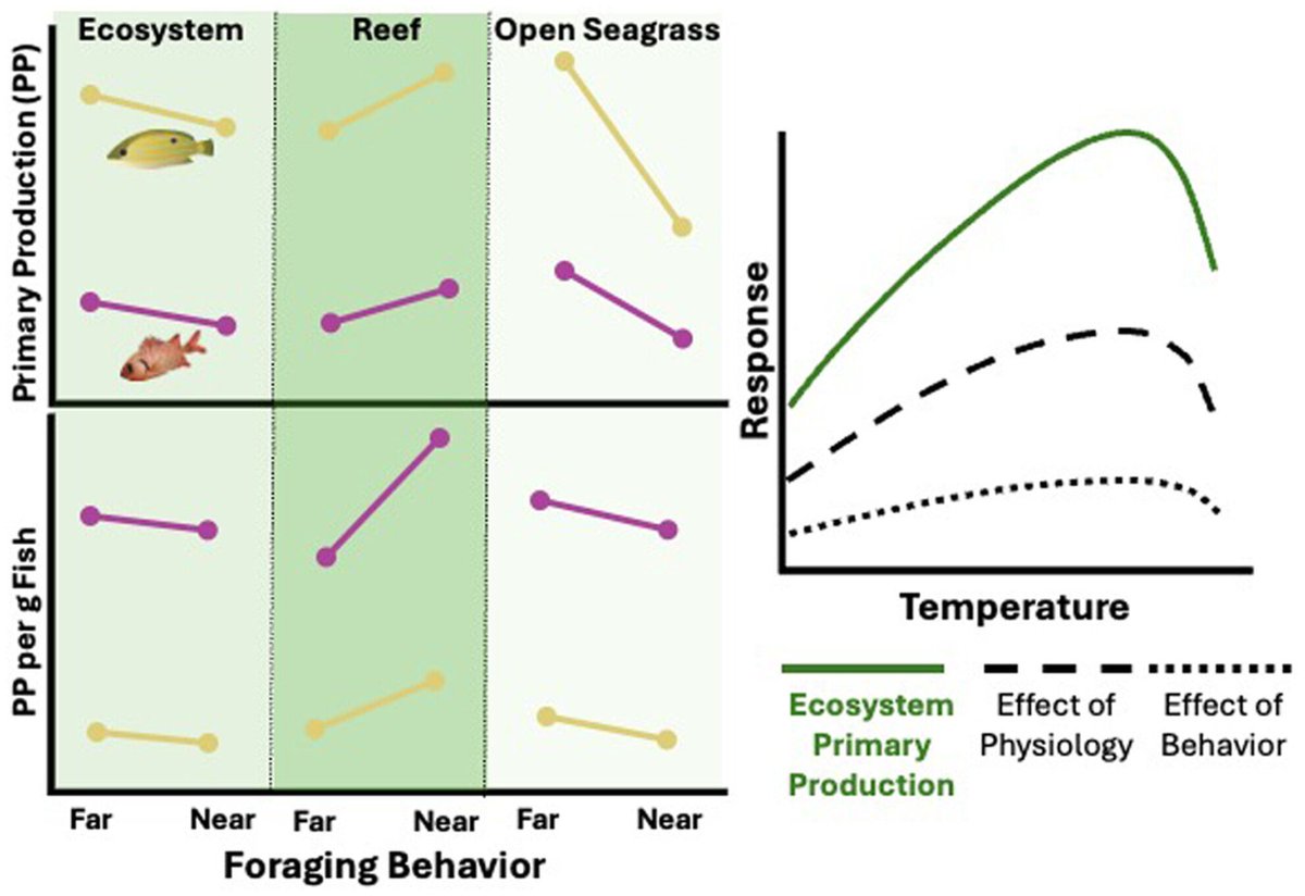 Journal of Animal Ecology tweet media