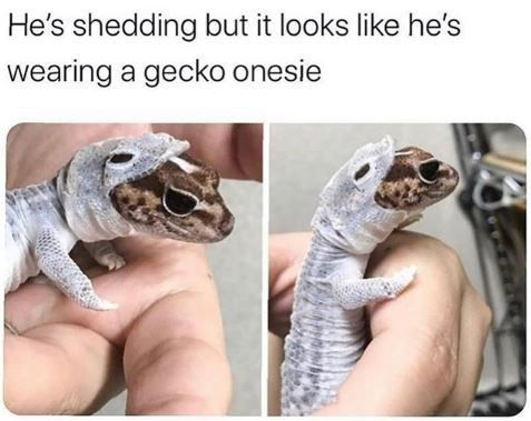 WholesomeMemes tweet media