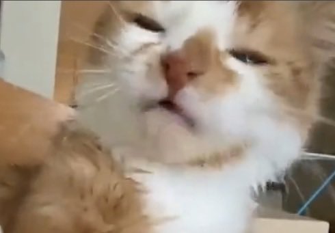 SleepDied's tweet photo. @PunchingCat https://t.co/7fiUUNU5oA