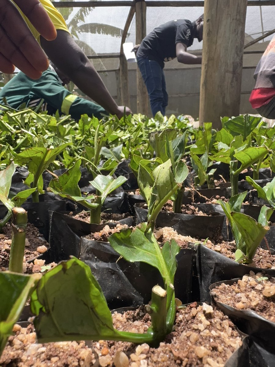 Muganzisecure's tweet photo. UGANDA IS SITTING ON A GOLDMINE CALLED COFFEE… BUT MANY YOUTHS STILL LACK ACCESS TO QUALITY PLANTING MATERIALS.

Over the past few years, my friends and I have moved across different coffee-growing communities and one thing has stood out clearly many young people want to join coffee farming but they either fail to access authentic seedlings or end up planting poor quality materials that limit productivity from the very beginning.

That reality has pushed us to think beyond just talking about youth involvement in coffee.

We have therefore decided to set up a 200,000 seedlings capacity coffee nursery bed aimed at supporting youths with quality coffee seedlings for the April–May planting season next year at the most affordable price ever where we shall sell the seedlings to them at the cost of production without any profits added 

We already have:
1:Space for the nursery
2:Water source
3:Nursery structures and requirements
4:Youth manpower and commitment
5:The passion to build something impactful

However, we currently lack access to authentic certified scions needed to produce high-quality seedlings.

This is why we humbly seek partnership and technical support from agencies and stakeholders working to grow Uganda’s coffee sector.

We believe that with the right support this initiative can become a strong youth-led model for expanding quality coffee production in Uganda.

We would love to work with:
@MAAIF_Uganda 
@NaCORIUganda 
@narouganda 
@OWC_ug  and other coffee sector stakeholders willing to support youth-driven coffee transformation.

Sometimes all youths need is not motivation alone… but access, trust and an opportunity to build.
Hoping to hear from one or two of those as partners. We don’t need any monetary assistance but rather the scions and we are also open to working with private sector partners or individuals who would be interested in supporting youths in the coffee value chain 

For God and my country 

#YouthInCoffee #CoffeeFarming #UgandaCoffee #CoffeeNursery #YouthEmpowerment #Agriculture